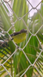 Casa Manglares Capurganá في Acanti: طائر أصفر صغير يقف على سياج شبكي