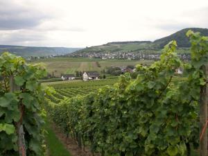 a row of grapes in a vineyard with mountains in the background at 2 Weinhaus Marmann in Osann-Monzel