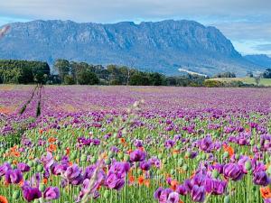 True Blue Two - Friends & You في شيفيلد: حقل من الزهور مع جبل في الخلفية