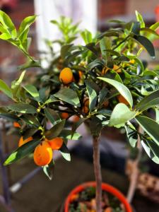 a tree with oranges on it in a pot at Appelgriebsch in Neukalen