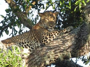 a leopard is sitting in a tree at Neem safari lodge Yala in Tissamaharama +31 photos