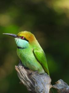 a green and yellow bird sitting on a branch at Neem safari lodge Yala in Tissamaharama