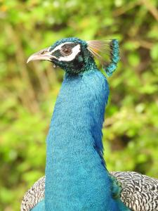 a peacock with its blue feathers on its head at Neem safari lodge Yala in Tissamaharama