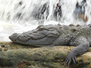 Neem safari lodge Yala في تيساماهاراما: تمساح مستلقٍ على صخرة أمام شلال