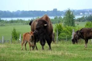 Holiday home in Markkleeberg near a lake في مارك كليبرغ: مجموعة من الأبقار وعجل صغير في حقل