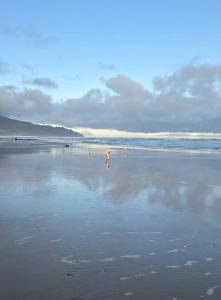 a group of birds walking on a beach at Pandora Cottage Beachfront in Raglan +12 photos