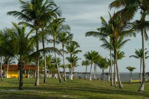 Pousada e camping Filó Caraíva في بورتو سيغورو: مجموعة من أشجار النخيل على الشاطئ
