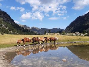 un grupo de caballos bebiendo de un charco de agua en Appartement lumineux 4-6 pers, parking à Cauterets - FR-1-234-199, en Cauterets