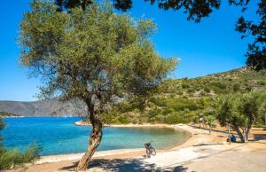 Loutsa Waterside في فاثي: دراجة متوقفة بجانب شجرة على شاطئ +9 صور