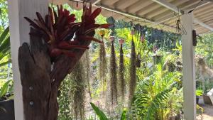a plant with red flowers hanging from a wall at บ้านครูเอ๋โฮมสเตย์ Baankruae Homestay 