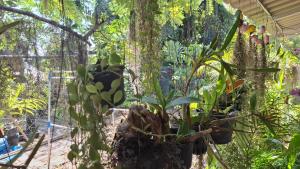 a bunch of plants in a garden at บ้านครูเอ๋โฮมสเตย์ Baankruae Homestay  +16 photos