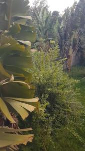 a close up of a banana plant at La Hacienda in Nairobi +7 photos