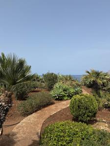 un giardino con piante e alberi su una collina di CasAmare a Pizzolungo
