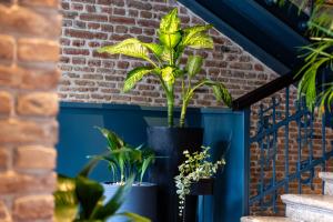 Zahrada ubytování Hotel NOBO Tbilisi