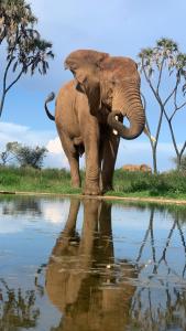 an elephant standing next to a body of water at Oloiba Nkuti Lodge in Masai Mara