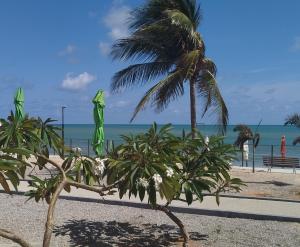 a couple of palm trees on a beach with the ocean at Pousada Rio Mar in Maxaranguape