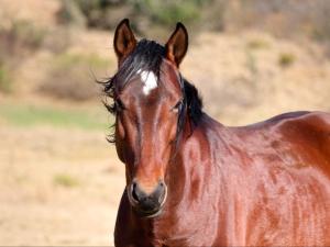 Động vật gần/tại căn hộ +5 ảnh