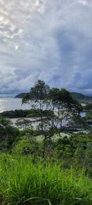 een boom voor een waterlichaam bij Casa Praia Bertioga in Bertioga