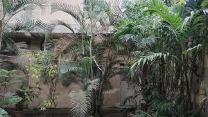 a bunch of palm trees in front of a wall at Apartamentos Emanuel in San Benito