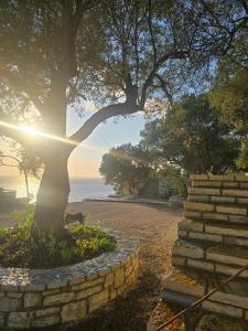 a tree sitting next to a stone wall next to the ocean at Cimarte The Path Lukove in Lukovë +49 photos