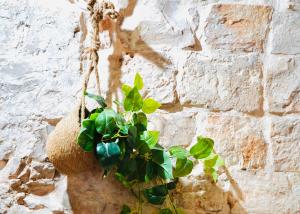 a green plant hanging from a stone wall at Gasparro House in Turi