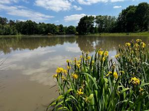 een meer met gele bloemen op de voorgrond bij Chalet La Bienvenue in Vouzon
