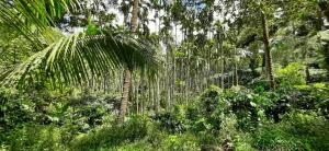Zahrada ubytování Coffee Courtyard