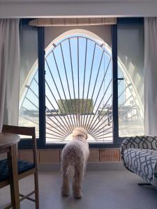 Ein Hund steht in einem Zimmer mit Blick auf ein Fenster in der Unterkunft Vivienda El Tiburón 02 in Almerimar + 49 Fotos