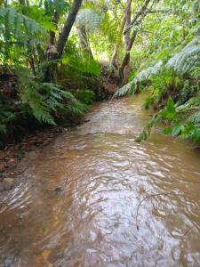 a stream of muddy water with trees and plants at camping elementais in São Thomé das Letras