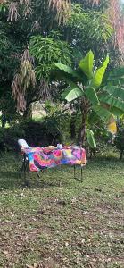 Centro Holistico Casa Orion في سانتا كروز: طاولة في العشب بجانب شجرة