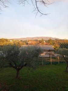 an apple tree in a field with a building in the background at TABERNA ROMANA VILLA OCA b&b in Velletri