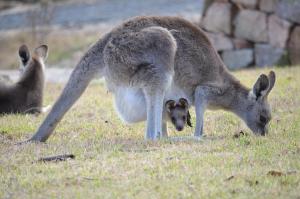 Altri animali domestici presso il bed & breakfast o nei dintorni