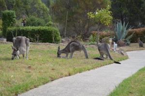 Altri animali domestici presso il bed & breakfast o nei dintorni