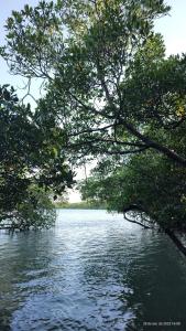 uma vista de um grande corpo de água com árvores em camping do point lá na barra em Amontada