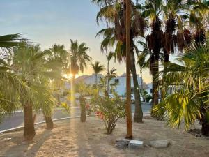 a group of palm trees on the side of a street at Garden and Pool Casita in La Paz