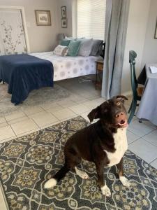 Domácí mazlíčci ubytovaní s hosty v ubytování Studio with queen bed, pets ok, 3 min to Farmers mkt