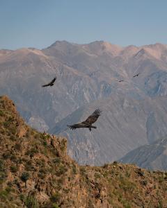 a group of birds flying over a mountain at PUQIO by Andean in Yanque