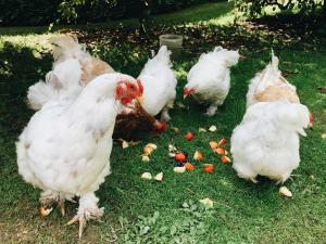 Zvířata v kempu nebo okolí