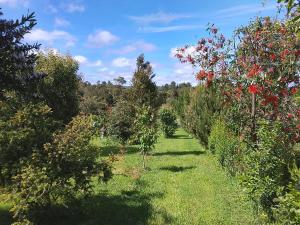 a row of apple trees in a garden at Casa en parcela in Puerto Varas