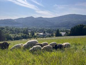 a herd of sheep grazing in a field of grass at Domek przy czerwonym szlaku - The Red Trail Cabin in Węgierska Górka +5 photos