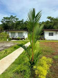 a palm tree in a yard next to a house at Villa Rio Grande in Santa Catalina