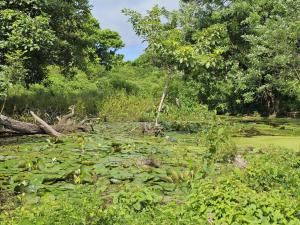 um pântano repleto de nenúfares em uma floresta em Hospedaje Mar Adentro em Puerto Limón mais 3 fotografias