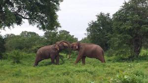two elephants standing next to each other in a field at Share Safari Cottage in Udawalawe