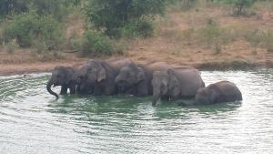 a herd of elephants standing in the water at Share Safari Cottage in Udawalawe +12 photos