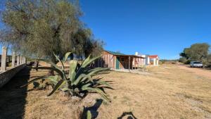 Eine Pflanze in einem Hof neben einem Haus in der Unterkunft Casa Rancho El Capulín en Grutas de Tolantongo 