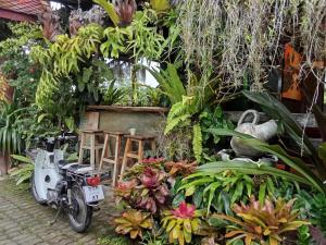 Ouychai Home stay resort في شيانغ ماي: دراجة نارية متوقفة في حديقة بها نباتات +13 صورة