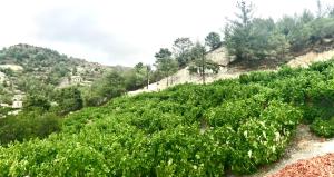 uma encosta com arbustos e árvores verdes em Gazingstars Cottages Agridia  mais 37 fotografias