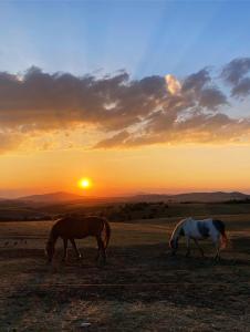 Άλλα ζώα σε αυτή η παραθεριστική κατοικία ή στη γύρω περιοχή