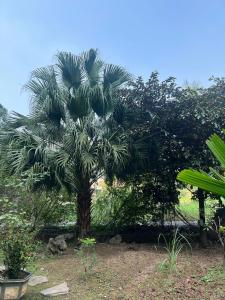 Trang An Maison Retreat في Nguyên Ngoại: نخلة في وسط حديقة +53 صورة