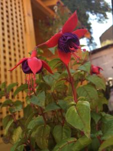 a group of red and purple flowers on a plant at Apartments like hotel in Chernivtsi